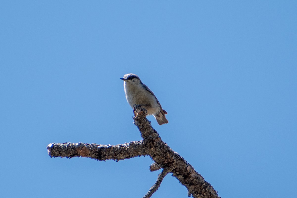 Pygmy Nuthatch - ML619709388