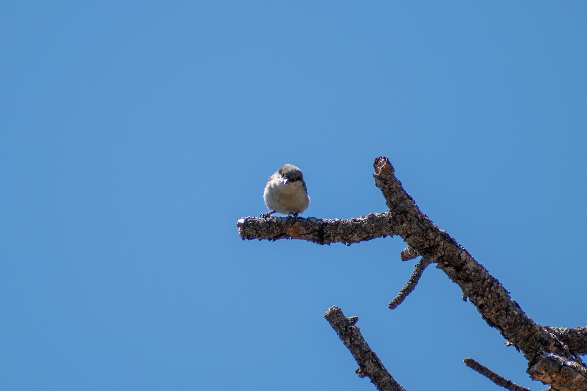 Pygmy Nuthatch - Alison Robey