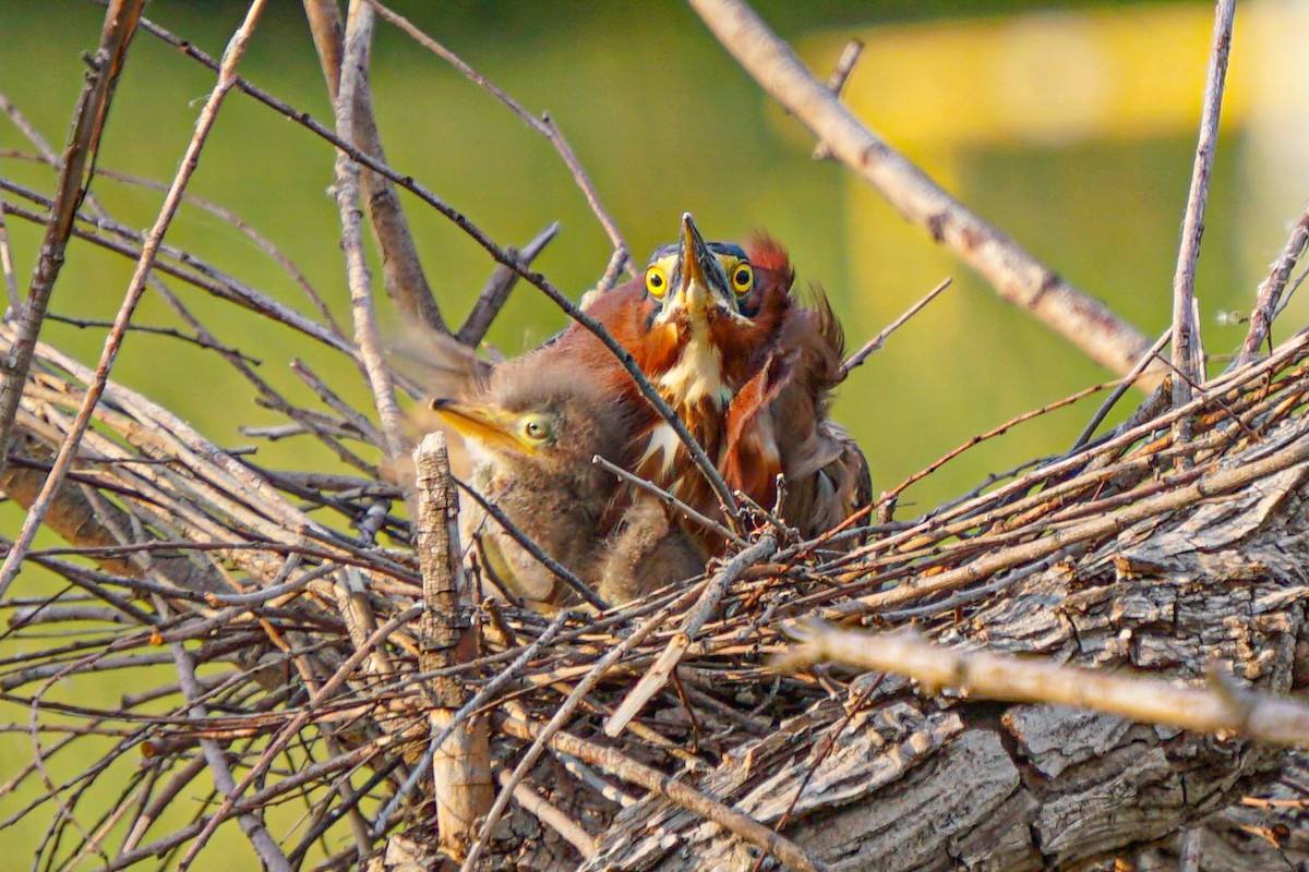 Green Heron - ML619709396