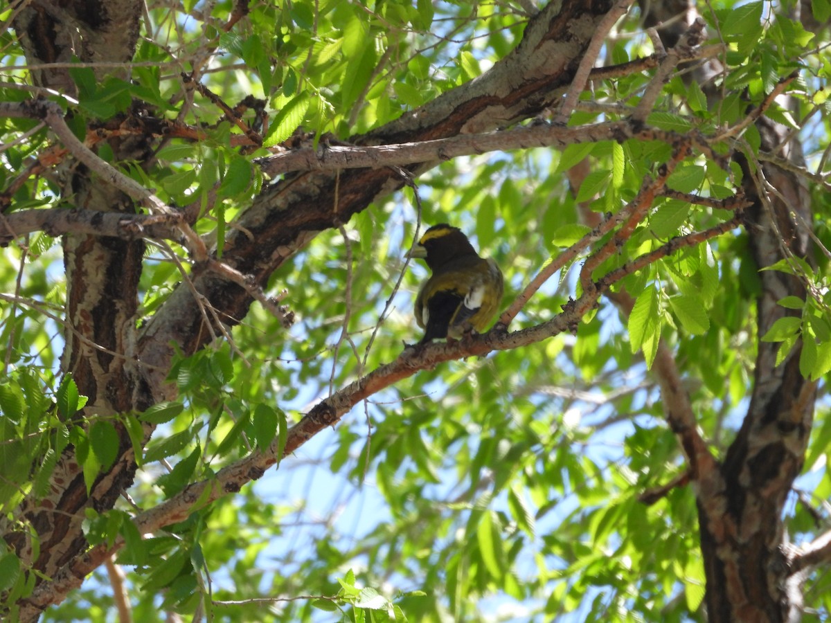 Evening Grosbeak - ML619709398