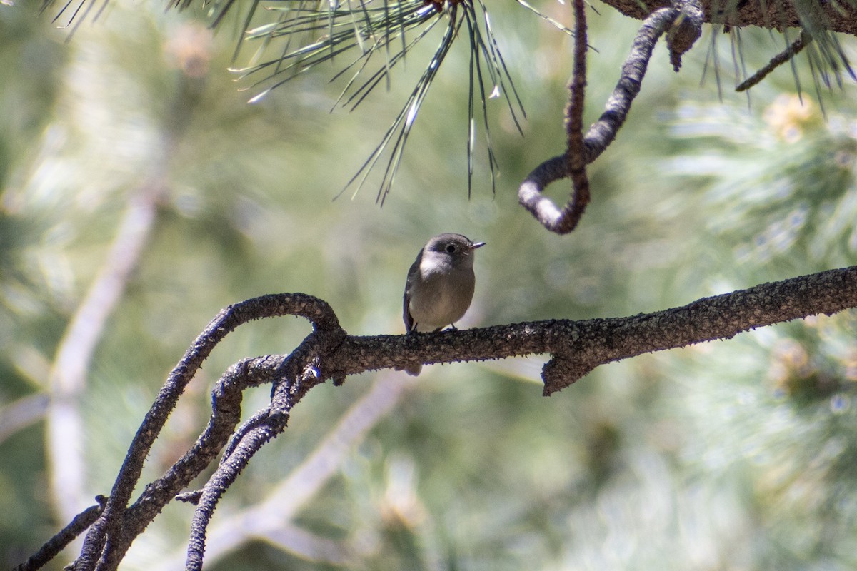 Hammond's Flycatcher - ML619709400