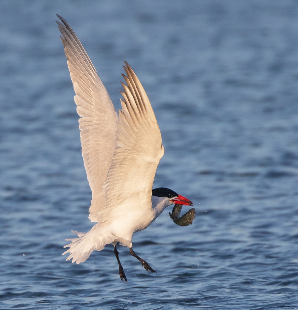 Caspian Tern - ML619709412