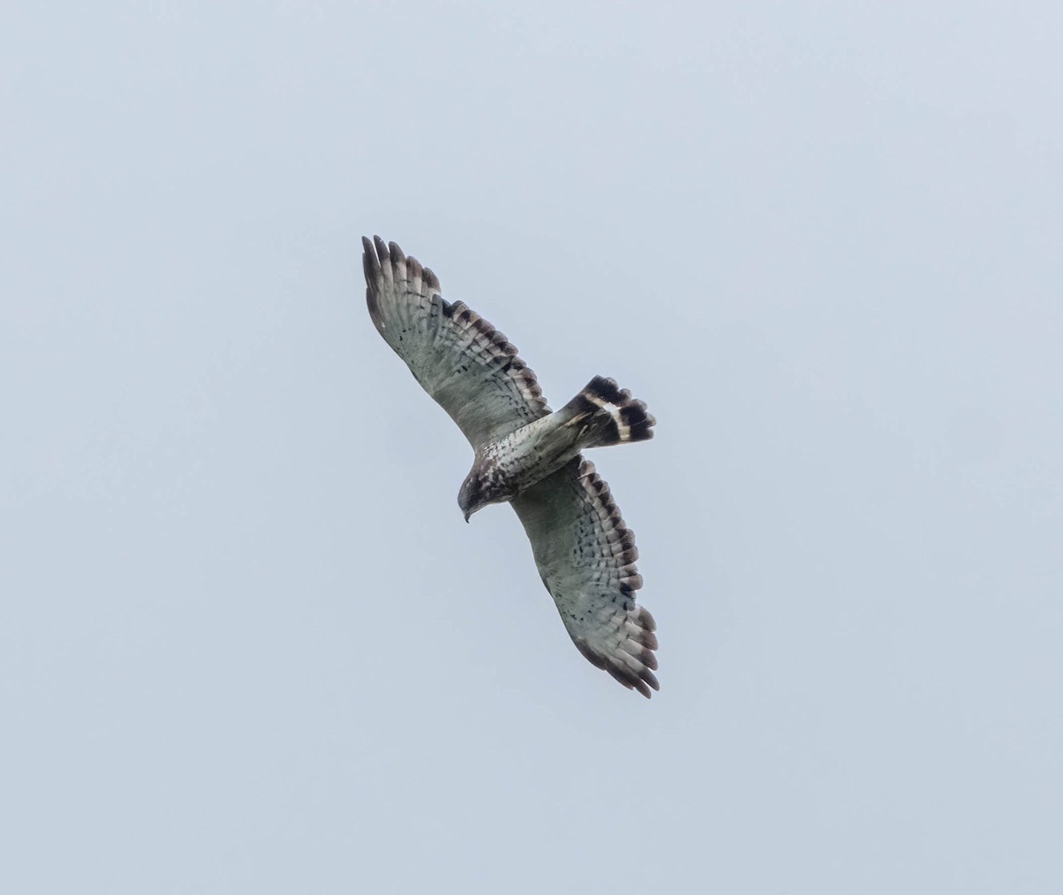 Broad-winged Hawk - ML619709420