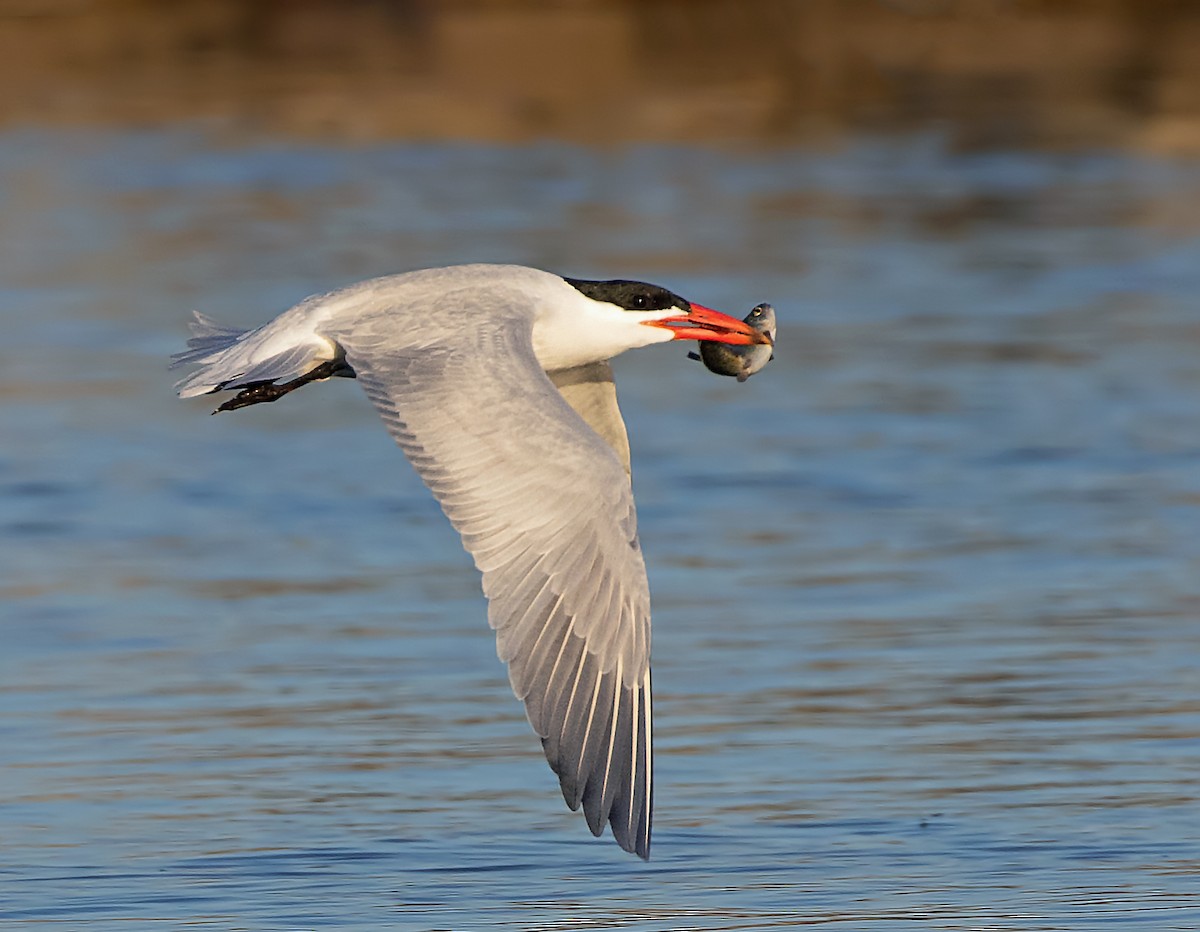 Caspian Tern - ML619709423