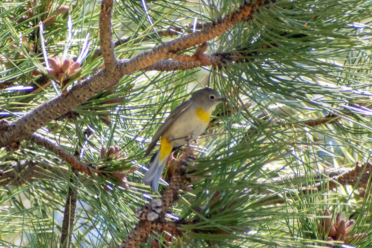 Virginia's Warbler - ML619709425