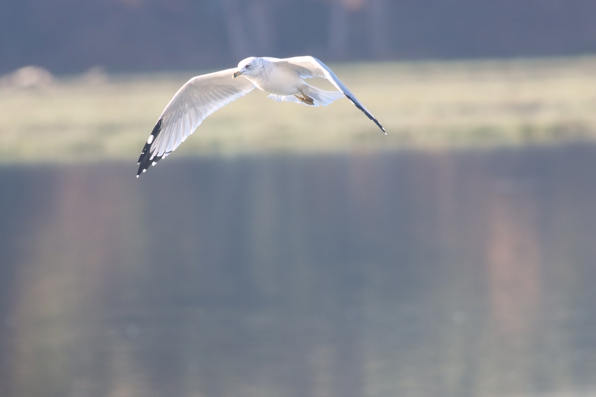 Ring-billed Gull - ML619709427