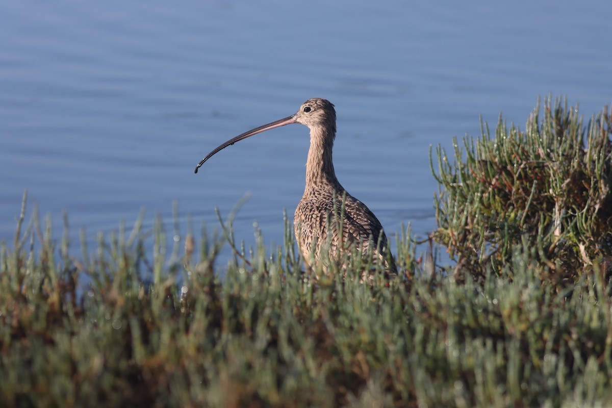 Long-billed Curlew - ML619709435