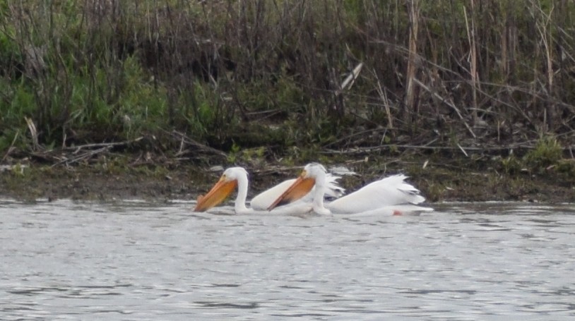 American White Pelican - ML619709437