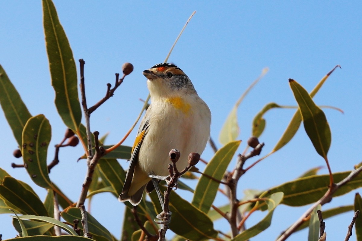 Red-browed Pardalote - ML619709439