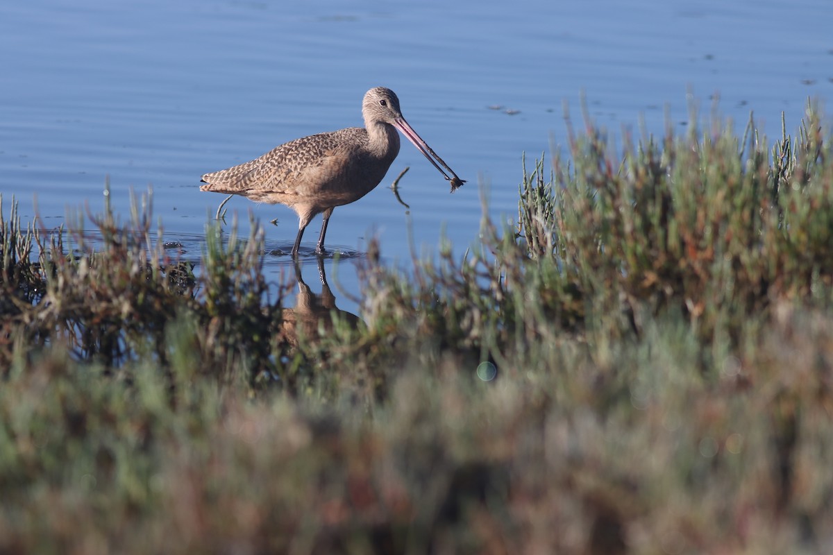 Marbled Godwit - ML619709443