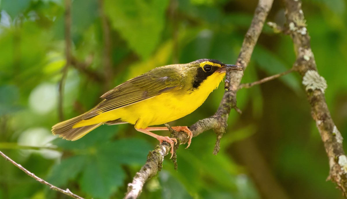 Kentucky Warbler - ML619709446