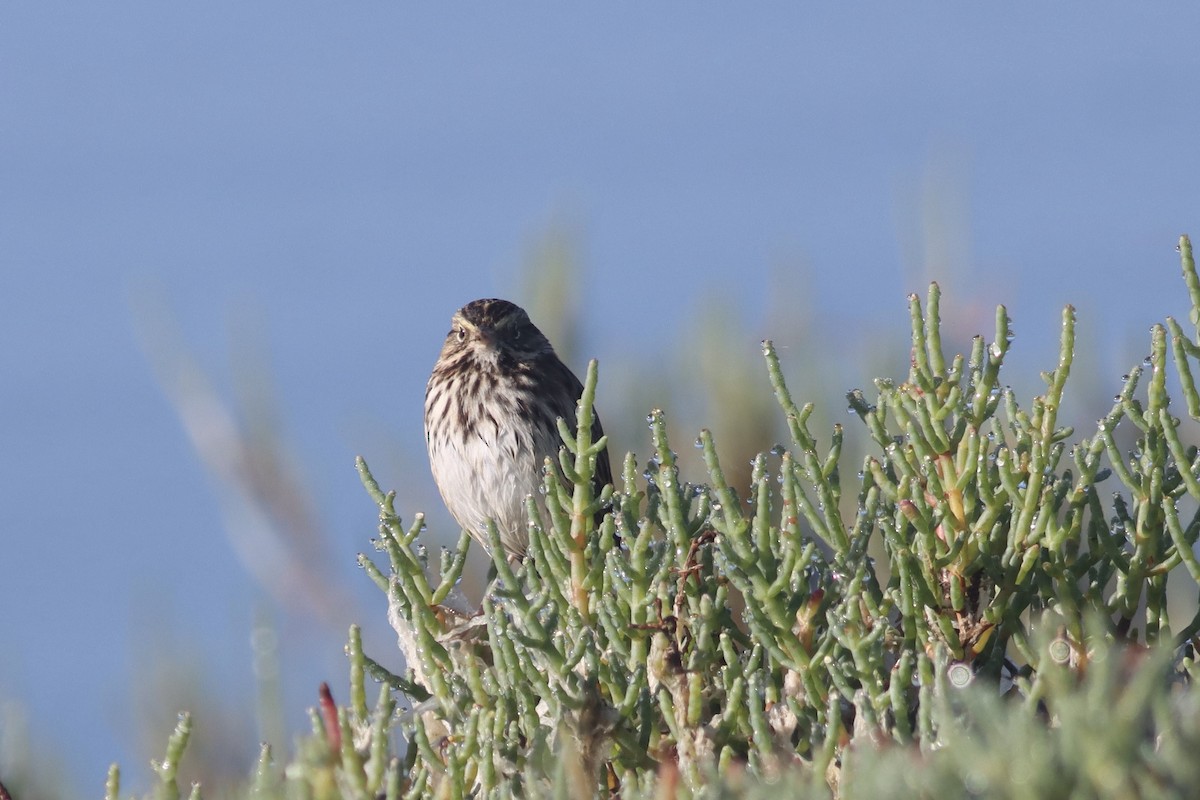 Song Sparrow - ML619709453