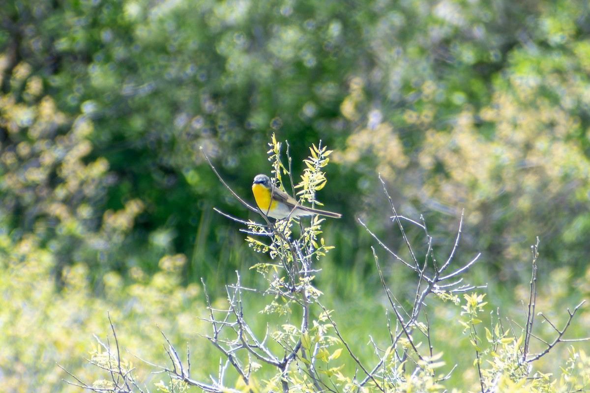 Yellow-breasted Chat - ML619709455