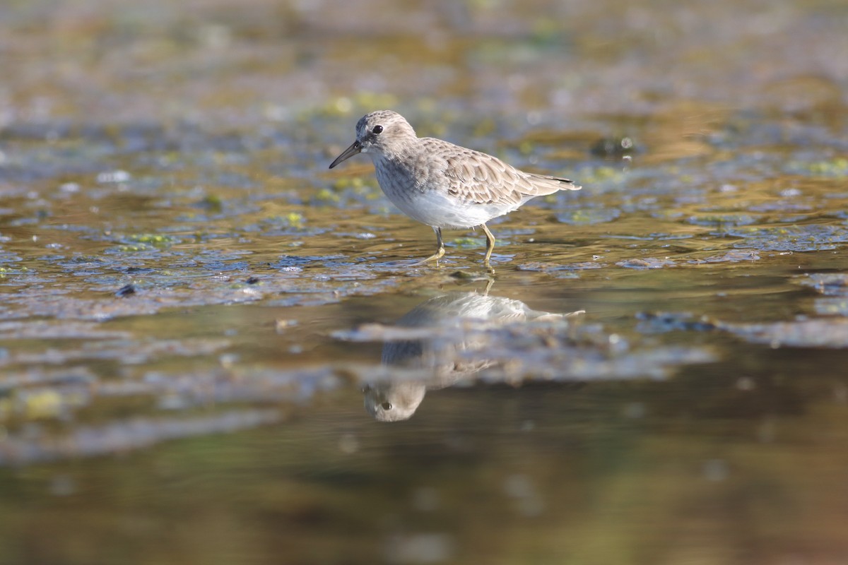 Least Sandpiper - ML619709465