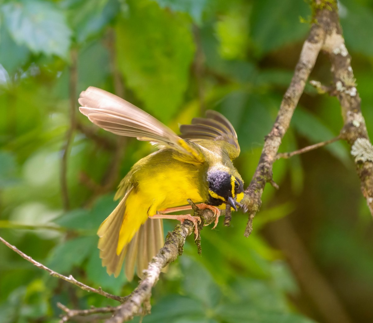 Kentucky Warbler - ML619709469