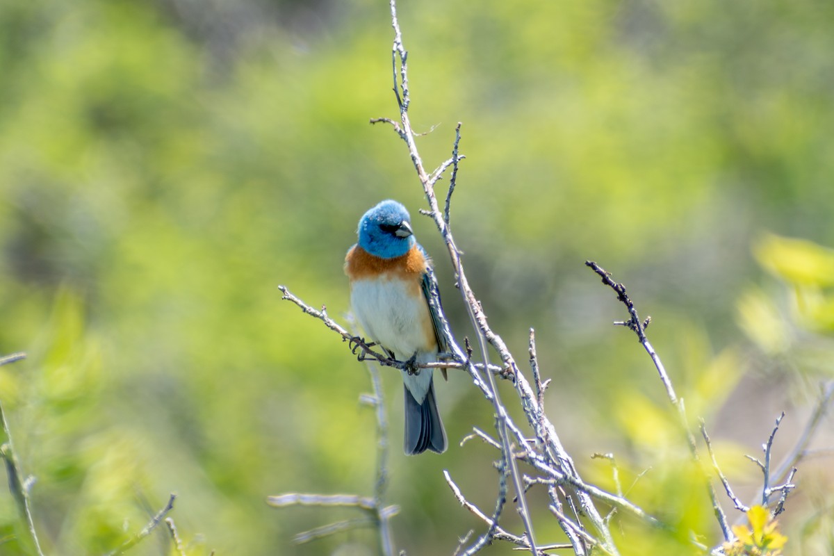 Lazuli Bunting - ML619709471