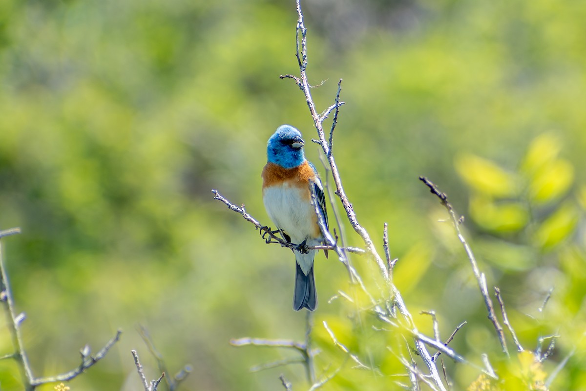 Lazuli Bunting - ML619709472