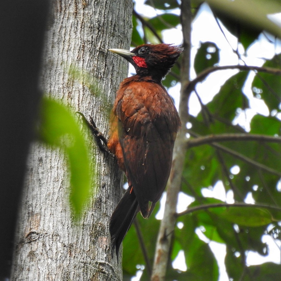 Chestnut Woodpecker - Andrea  Hinek