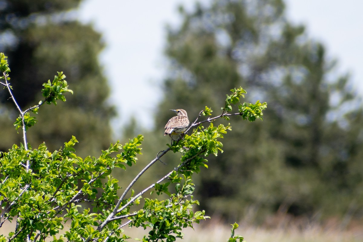 Western Meadowlark - ML619709480