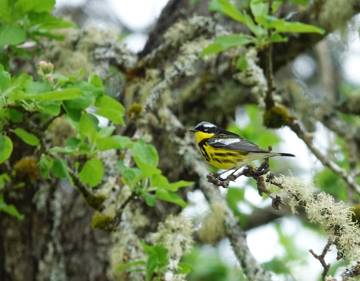 Magnolia Warbler - ML619709484