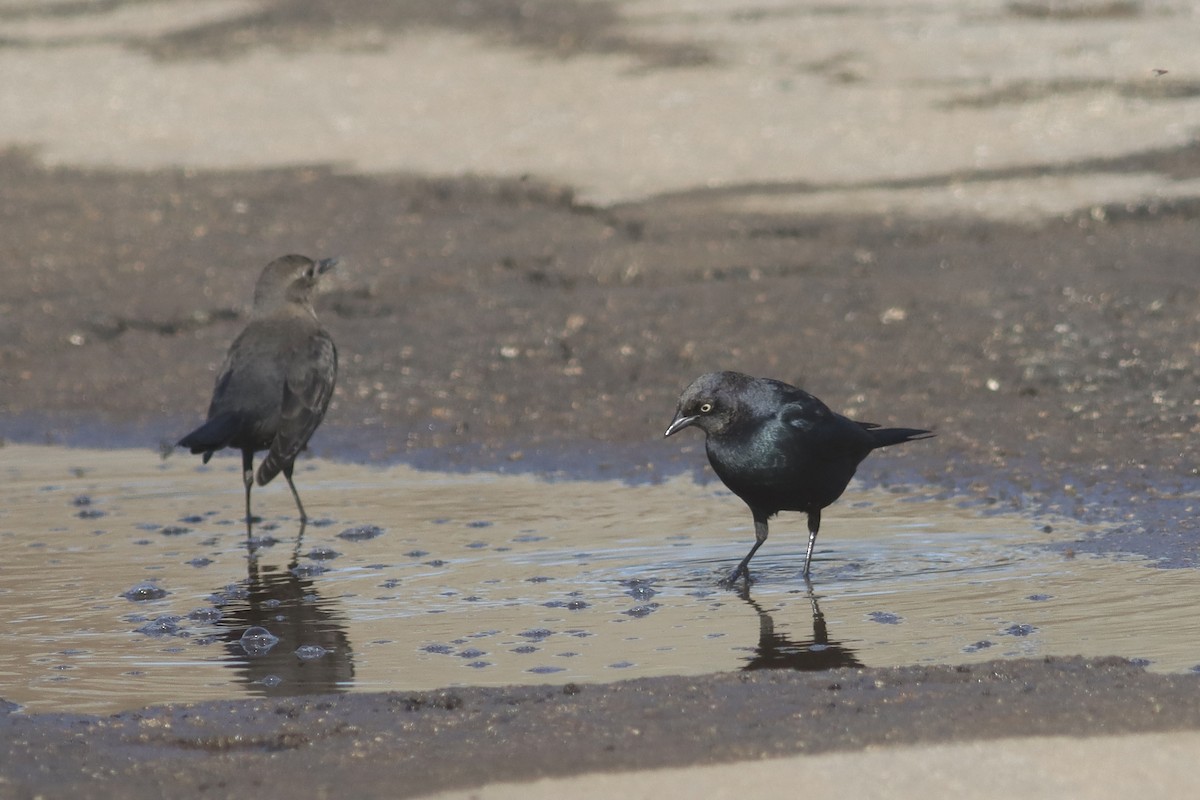 Brewer's Blackbird - ML619709492