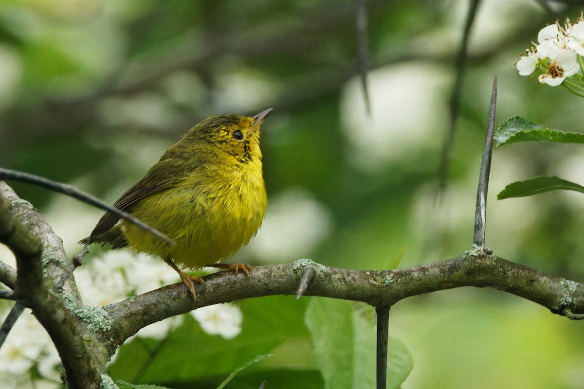 Wilson's Warbler - Matthew Mellor