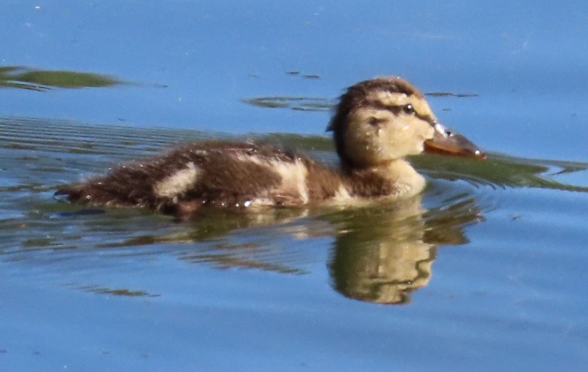 Mallard (Domestic type) - ML619709512