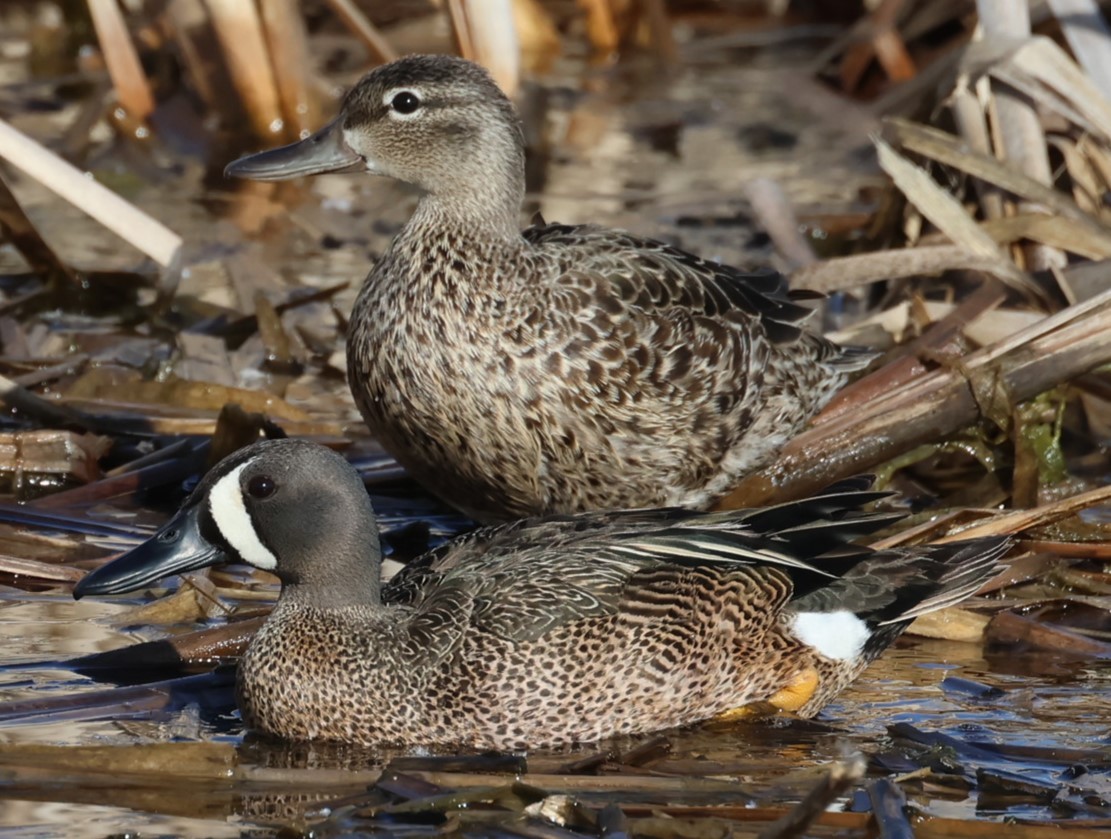 Blue-winged Teal - ML619709524