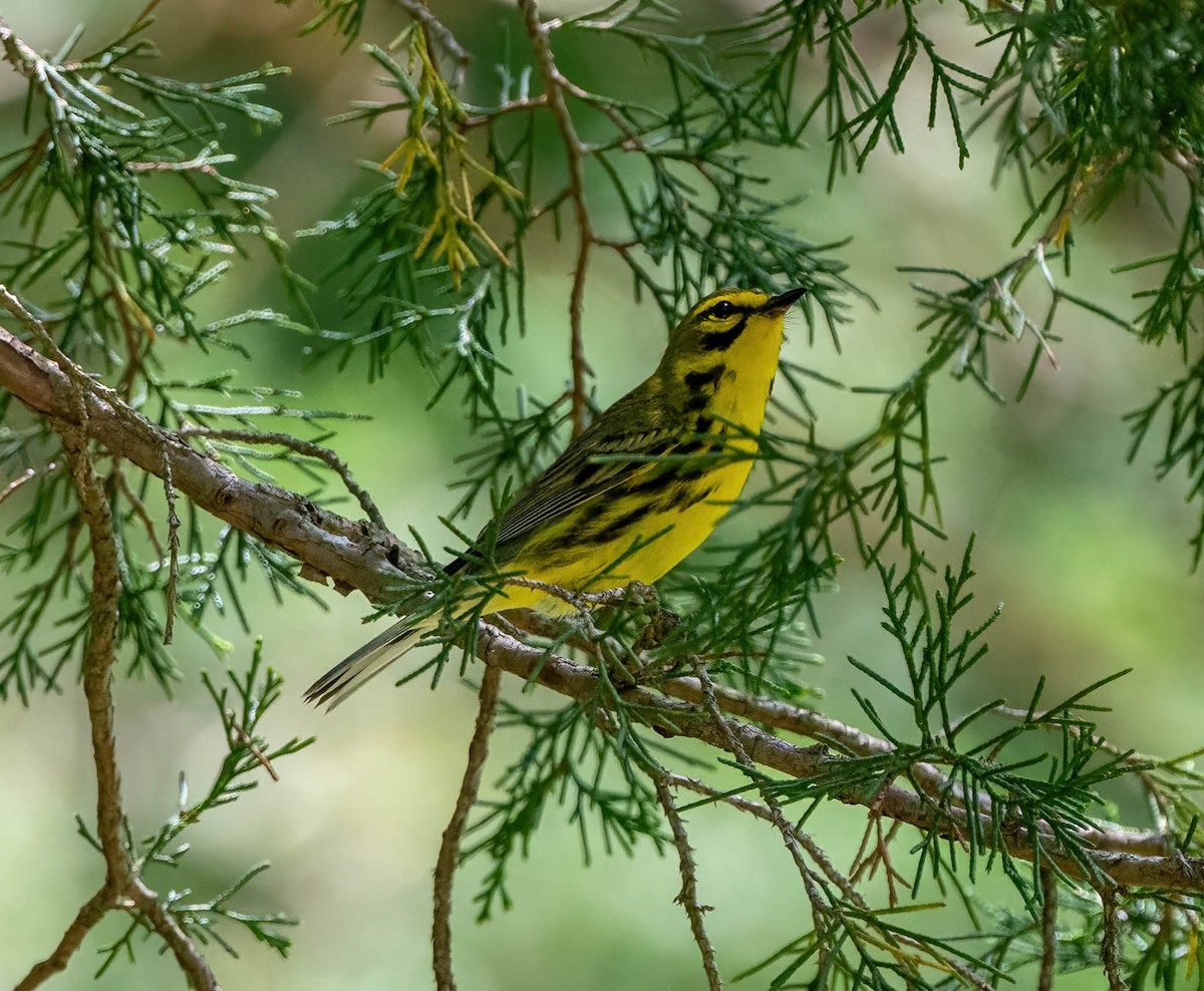 Prairie Warbler - ML619709529