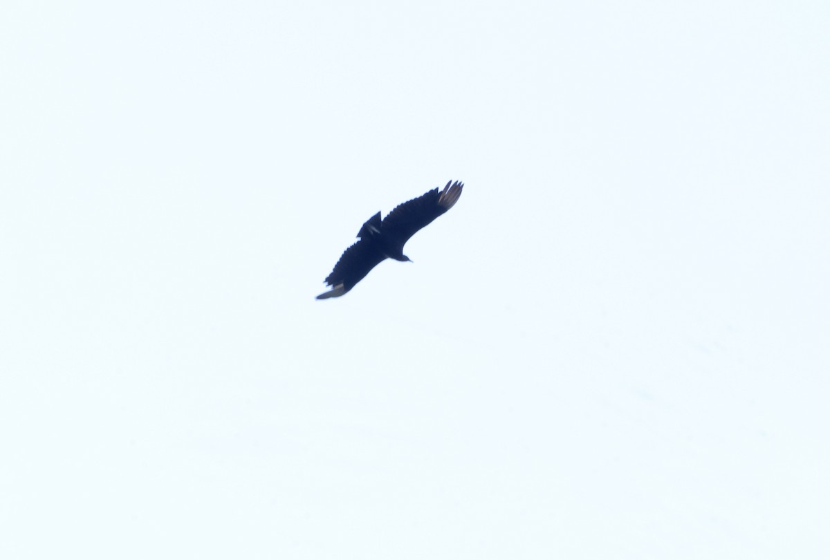 Black Vulture - ML619709535