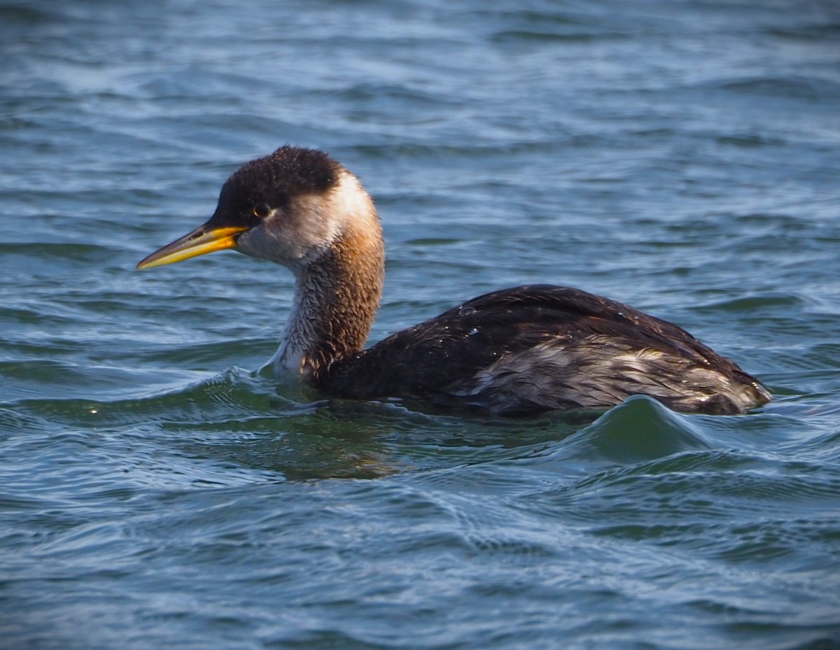 Red-necked Grebe - ML619709536
