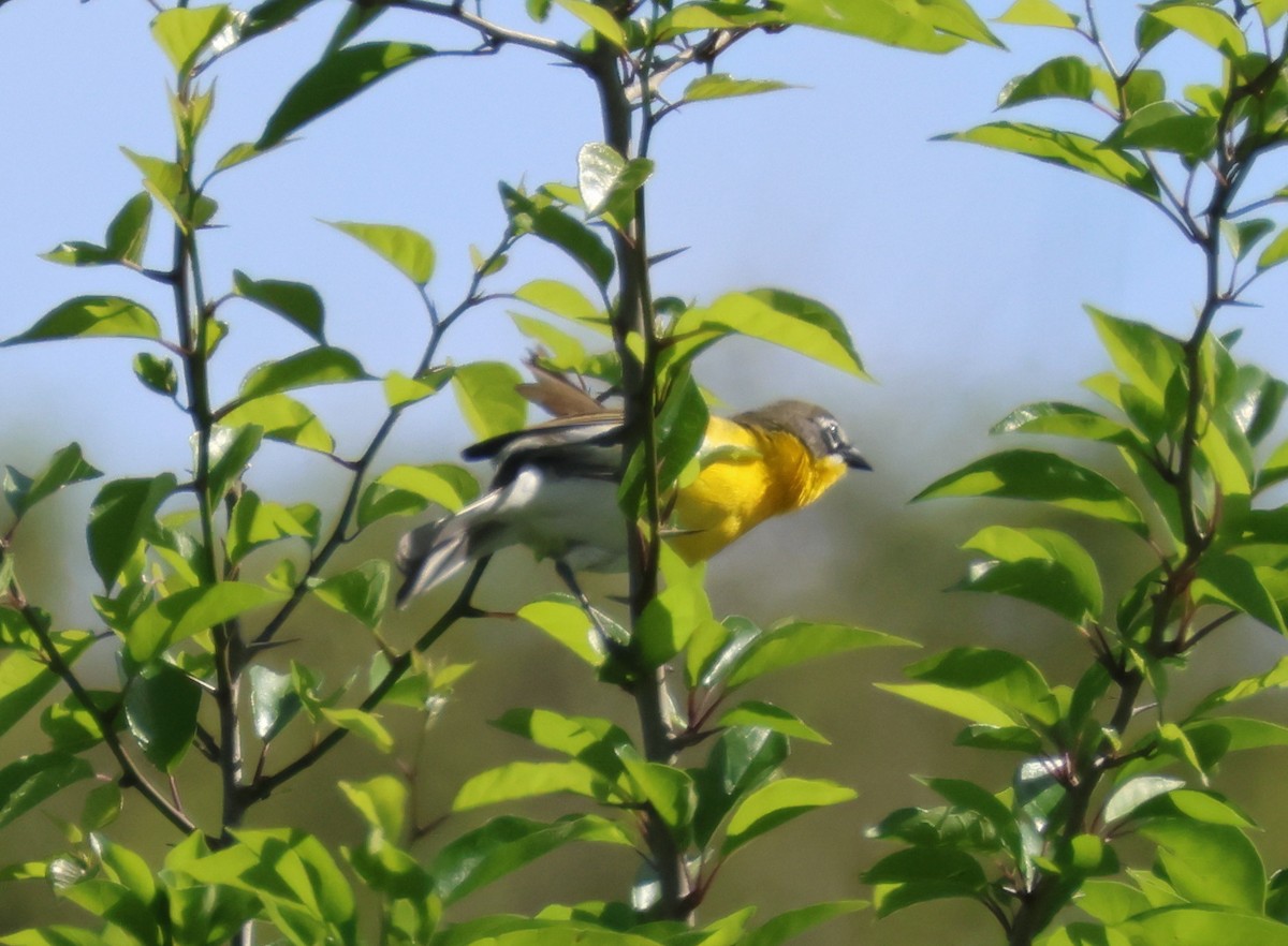 Yellow-breasted Chat - ML619709538