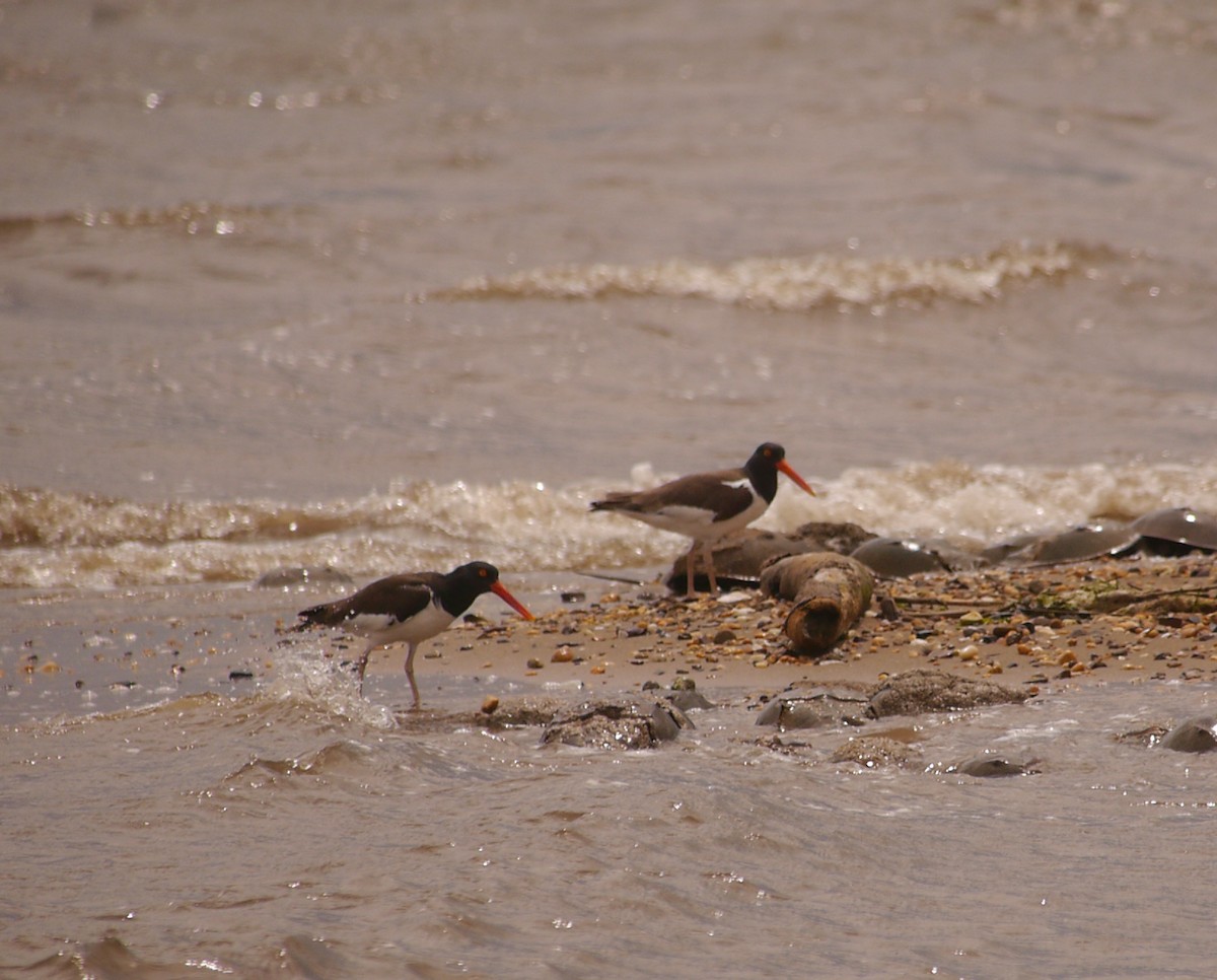 American Oystercatcher - ML619709547