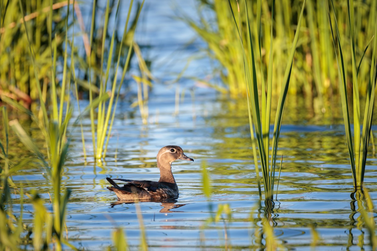 Wood Duck - ML619709554