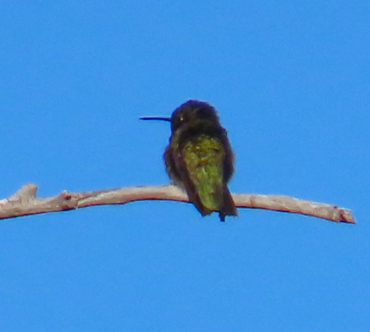 Black-chinned Hummingbird - ML619709589