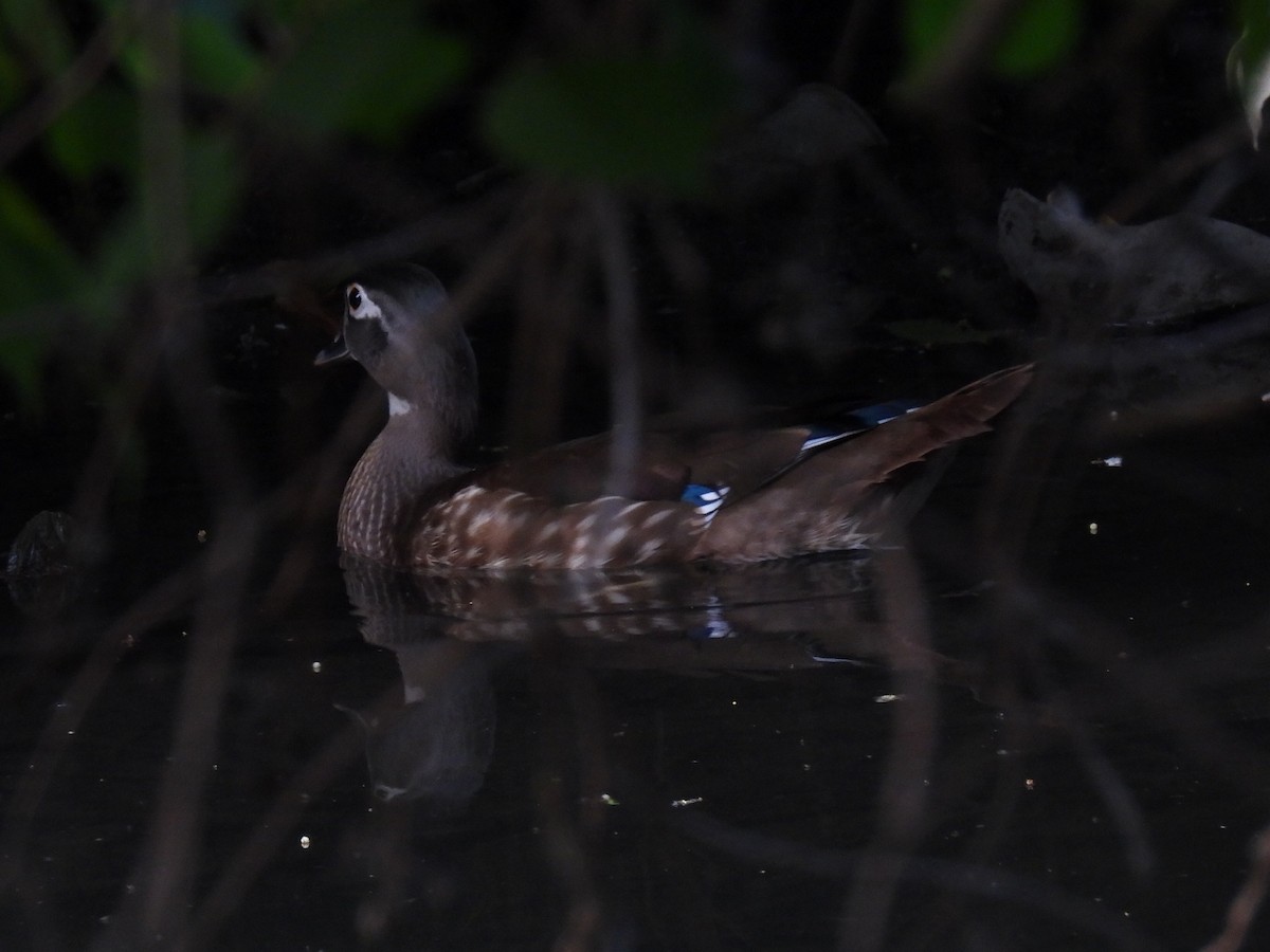 Wood Duck - Nathan Wahler