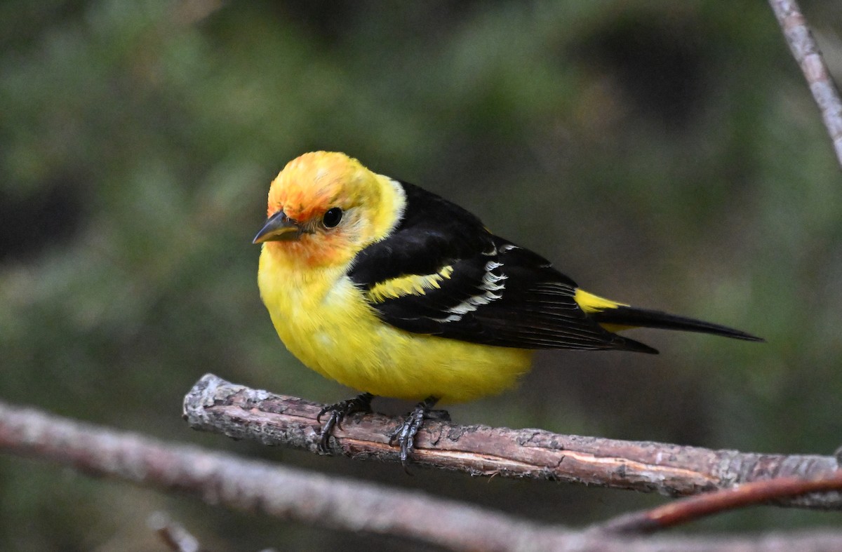 Western Tanager - Susan and Andy Gower/Karassowitsch