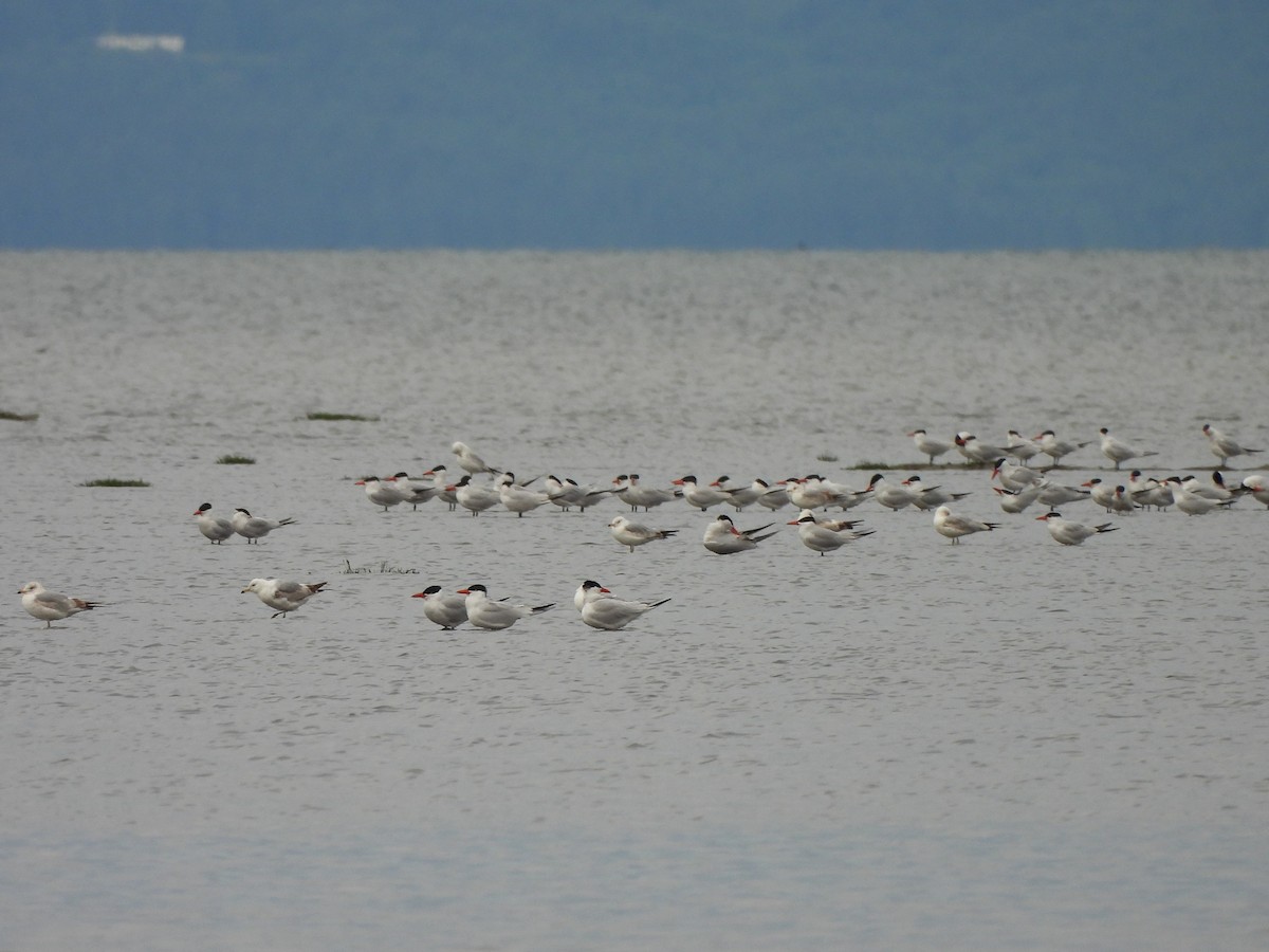 Caspian Tern - ML619709596