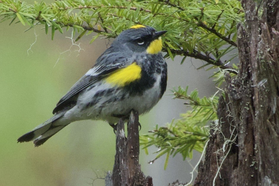 Yellow-rumped Warbler (Audubon's) - ML619709601