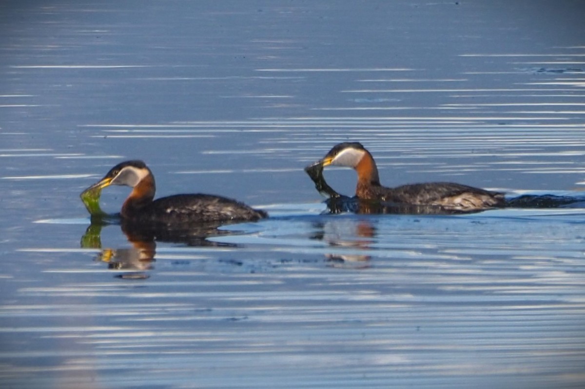 Red-necked Grebe - Dick Cartwright