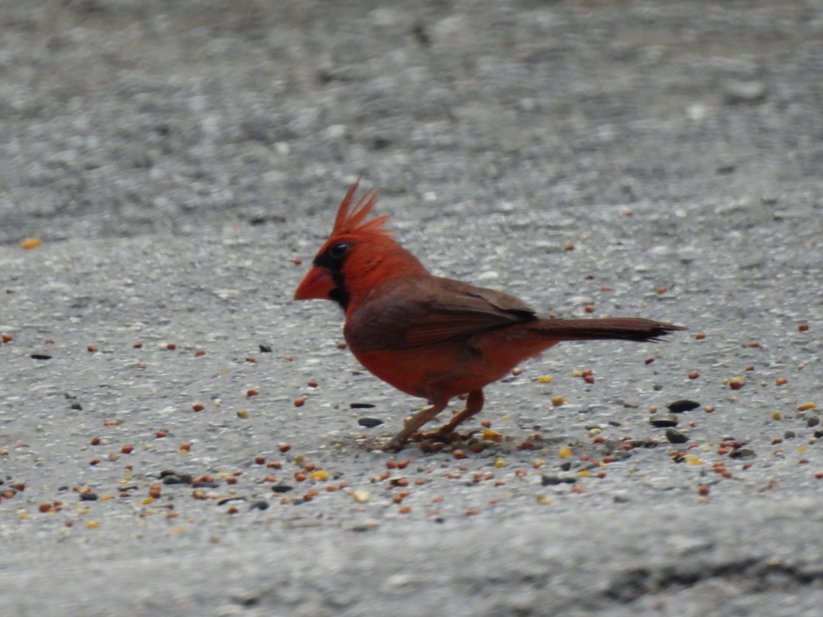 rødkardinal (cardinalis gr.) - ML619709617