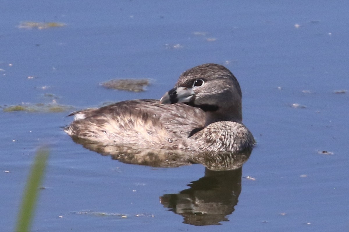 Pied-billed Grebe - ML619709630