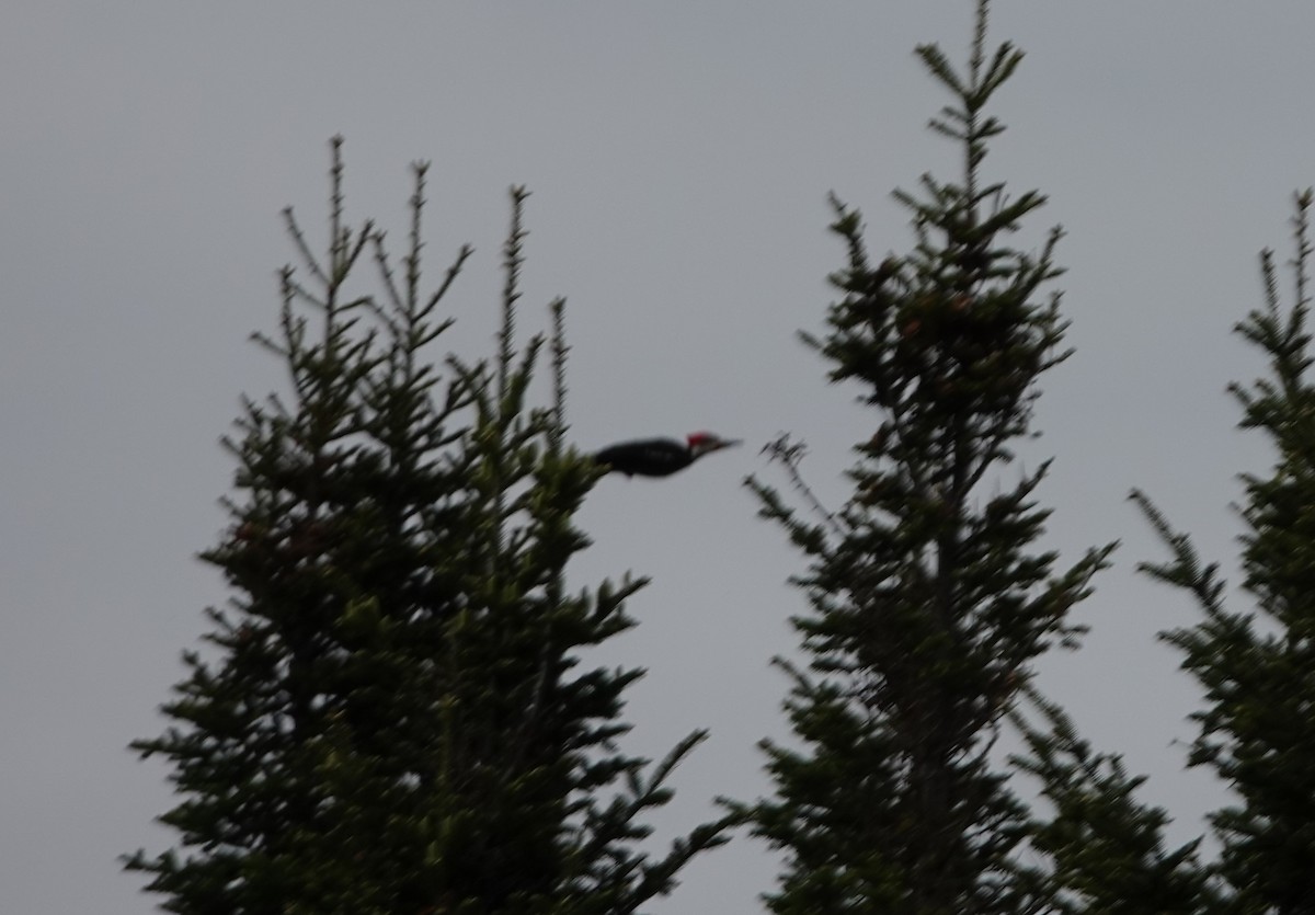 Pileated Woodpecker - ML619709635