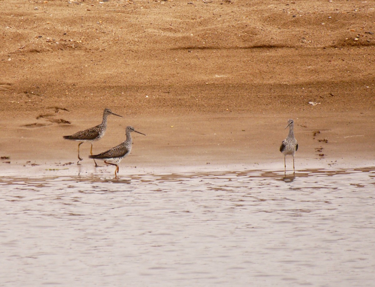 Greater Yellowlegs - ML619709636