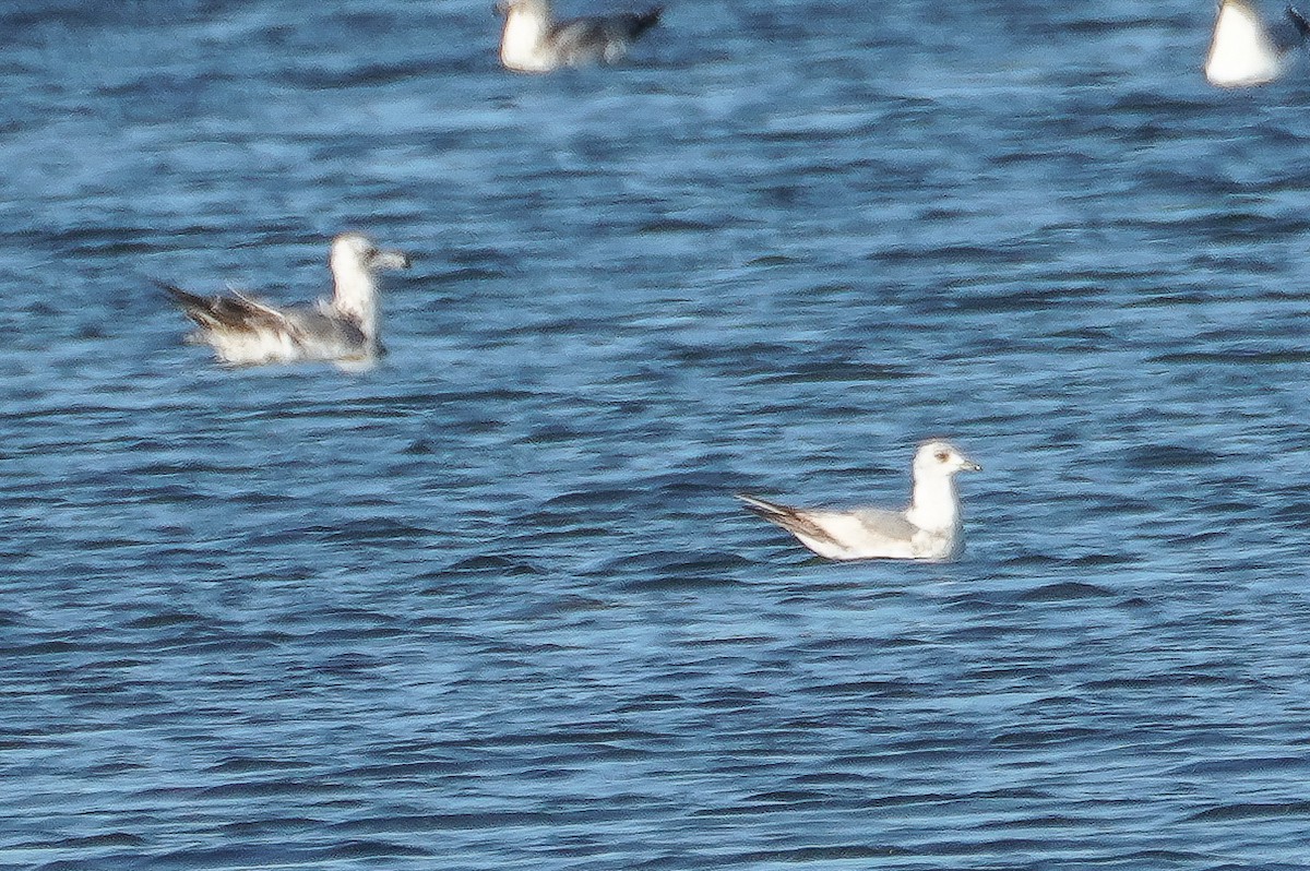 Short-billed Gull - ML619709647