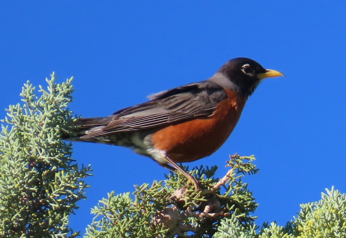 American Robin - ML619709668