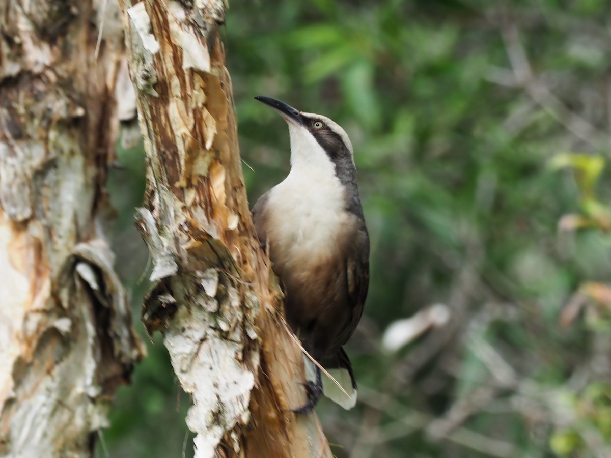 Gray-crowned Babbler - ML619709678