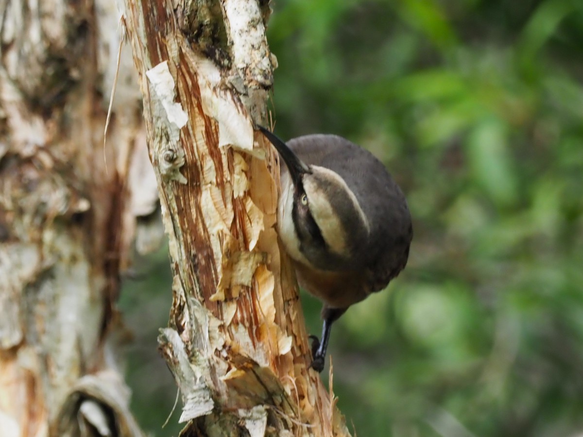 Gray-crowned Babbler - ML619709679