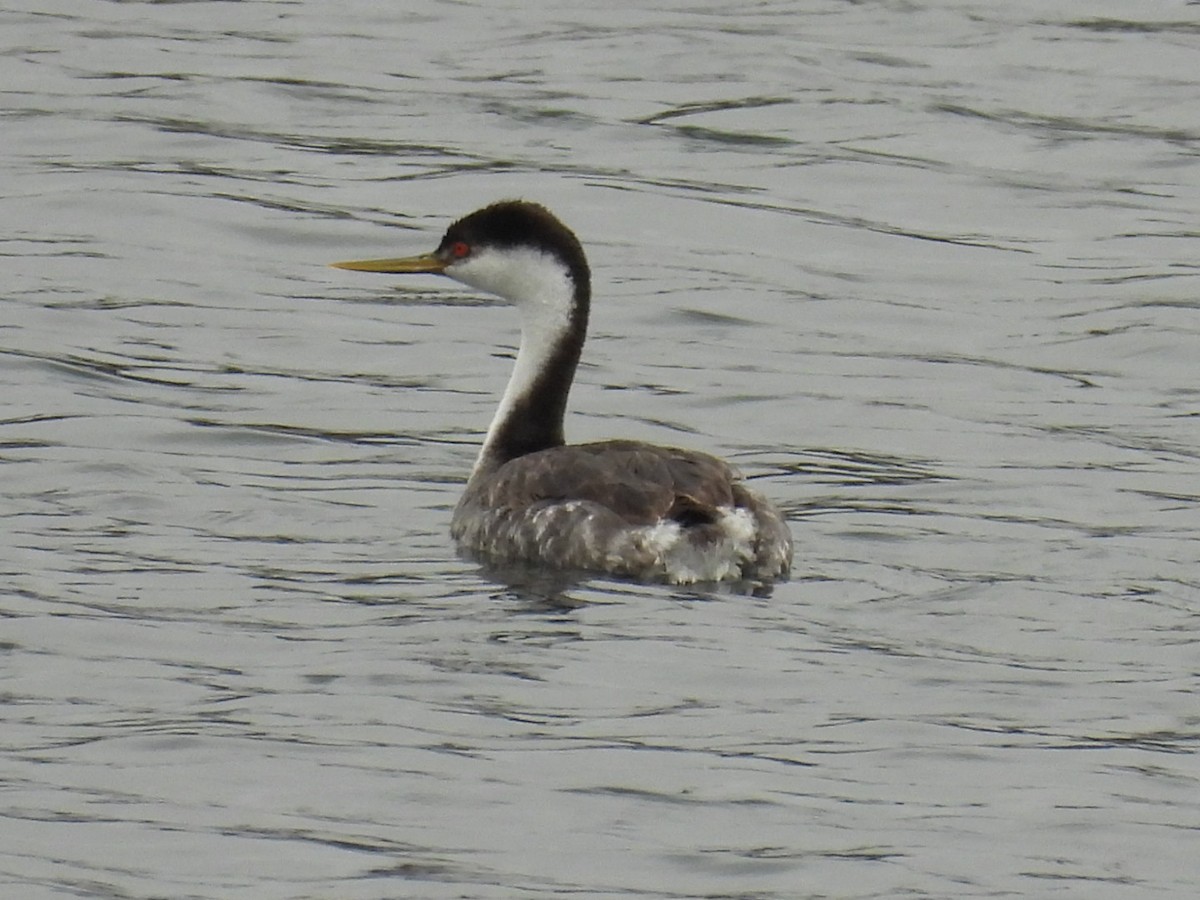 Western Grebe - ML619709696