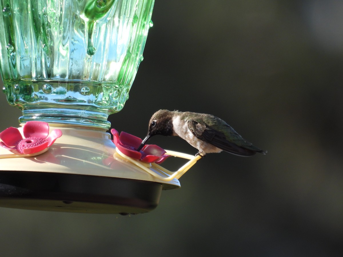 Black-chinned Hummingbird - ML619709704